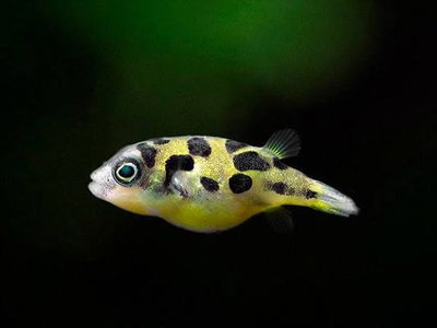 Puffer Enano (Carinotetraodon travancoricus) - 3cm