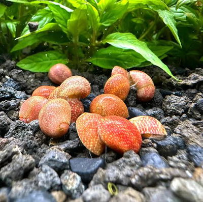 Caracol Red Pumpkin (Vittina Sp) — Chico