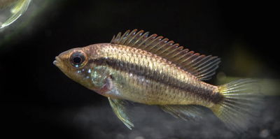 Apistogramma Blue Tefe Hembras (apistogramma agassisi) - 3 cm
