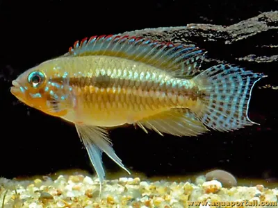 Apistogramma Pausquismanis - 3cm
