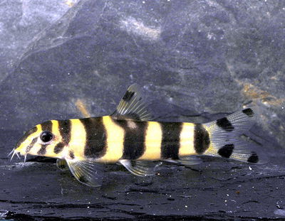 Botia histrionica 5cm