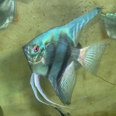 Escalar Blue Pinoy GradoA GDE