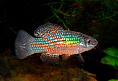 Flag Fish Multicolor (Jordanella floridae) 3cm