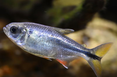 Tetra ciego de las cavernas (Astyanax mexicanus) 3cm