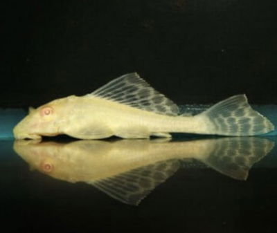 Vieja Leopardo (Pterygoplichthys joselima) 6 cm