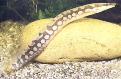 Anguila Mastacembelus Armatus Puntos Blancos 10cm