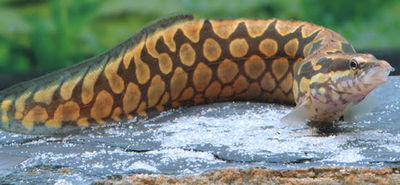 Anguila Mastacembelus Favus 10cm