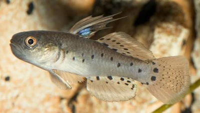 Gobio Caballero (stigmatogobius sadanundio) 5-6 cm