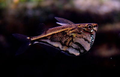 Hacha marmolada (Carnegiella marthae) - 3 cm