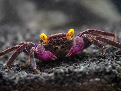 Cangrejo Halloween Violeta (Geosesarma species) — Med