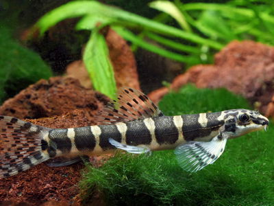 Botia Serpiente (Serpenticobitis octozona) 4cm