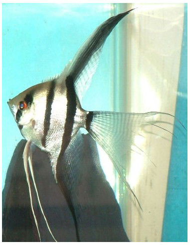 Escalar Velifero Zebra 10cm