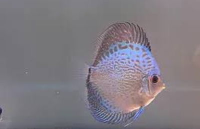 Discus Blue Scorpion 6cm