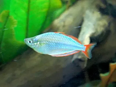 Melanotaenis red Lazer (Melanotaenia rubrovittata)4cm