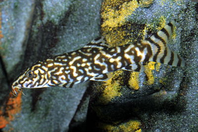 Botia Pakistani (Botia lohachata) 6cm