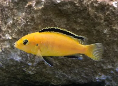 Cíclido Limón full yellow (Labidochromis caeruleus) 6-4cm