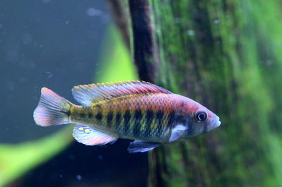 Pundamilia nyererei (pundamilia) 4cm