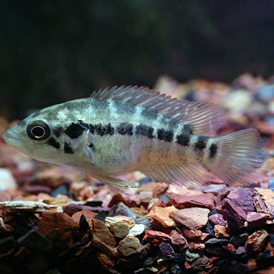 Managuense (Parachromis managuensis) 4cm