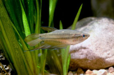 Gurami croaking (Trichopsis vittatus) 4-5cm