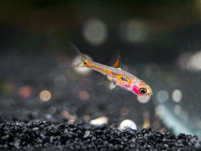 Rasbora Phoenix (Boraras merah) MED+