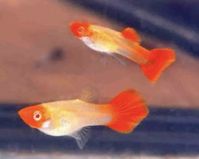 Lebiste red koi casall - Gde