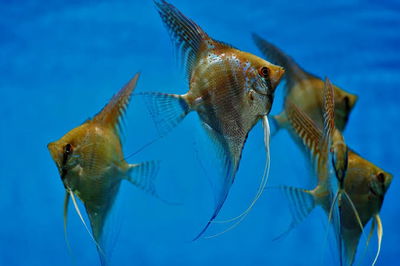 Scalar Sao Gabriel Longfin / Santa Isabel — 13 cm