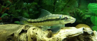 Come Algas Chino (Gyrinocheilus aymonieri) 4-5cm