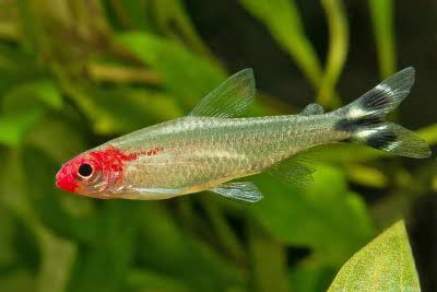 Borrachito (hemigrammus bleheri) - Gde