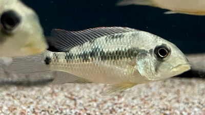 Geophagus sp Altosinu 4-6cm