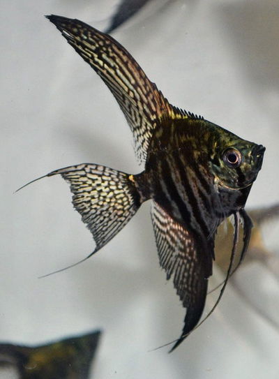 Scalar Legend Parayba 10cm