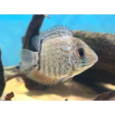 Severum Turquesa (heros sp turquoise) 4cm