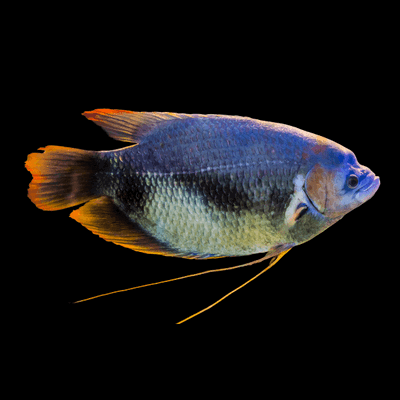 Giant Gourami Red Tail (Osphronemus laticlavius) 20cm
