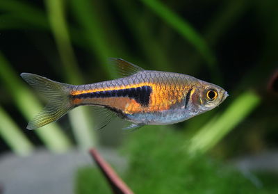 Rasbora espei (trigonostoma espei) MED
