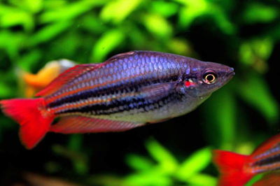 Melanotaenia maculoci (Melanotaenia australis) MED