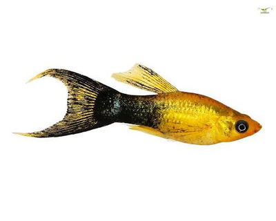 Molly gold calico platino lyra - Med