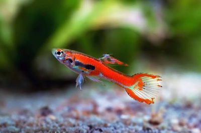 Lebiste endler red black casal - Med