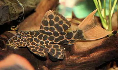 Vieja Leopardo de Cola Roja L114 (Pseudoacanthicus leopardis) 8 cm