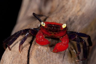 Cangrejo Full Red Yellow Eyes (Geosesarma species) — Med