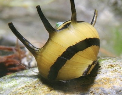 Caracol Cuerno de Carnero (Clithon) — Med