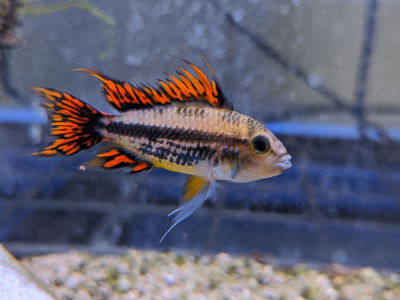 Apistogramma Cacatuoides Super Red (MED)