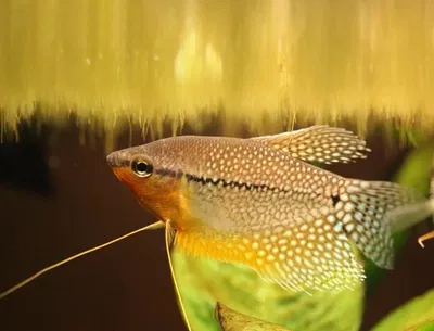 Tricho Leery (trichopodus leeri) 6cm