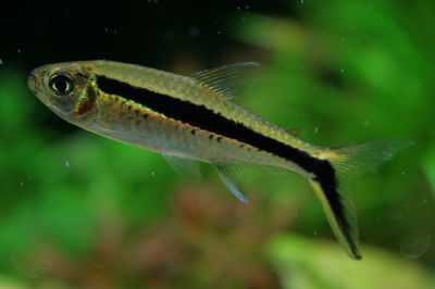 Tetra pingüino (Hyphessobrycon melanostichos) 3.5cm