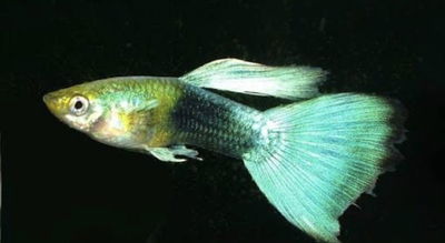 Lebiste green neon longtail macho - Med