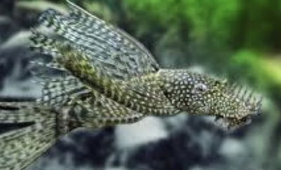 Ancistrus Super velífero (Ancistrus sp.) – 3.5-4 cm