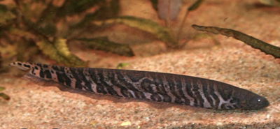 Morena Rayada Carapo 16 cm