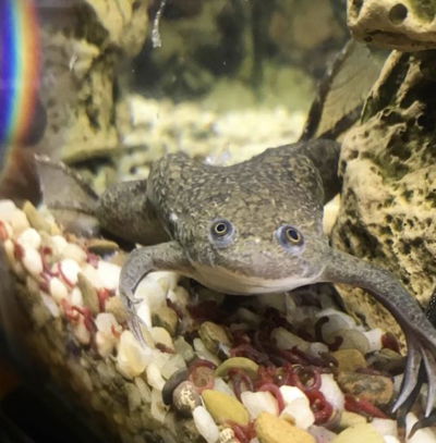 Ranitas Verdes Africanas