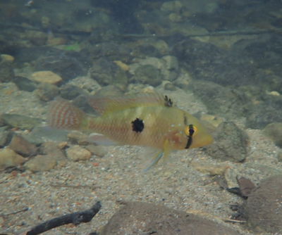Geophagus Brasiliensis 4cm