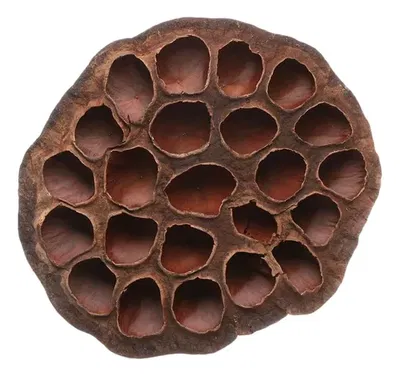 1 Flor de Loto seca 20cm