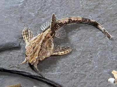 Banyo Guitarrita 3cm