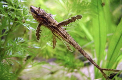 Rinoloricaria Lanceolata 10cm